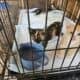 Kittens for adoption