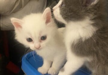All White Female Kitten