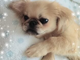 Pekingese
