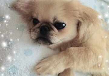 Pekingese