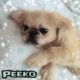 Pekingese