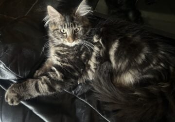 Pretty Girl