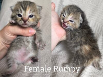Manx himi ragdolls