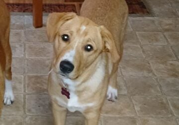 Puppy needs a home
