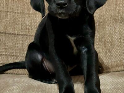 Labrador Dalmatian Mix Female – orange ribbon