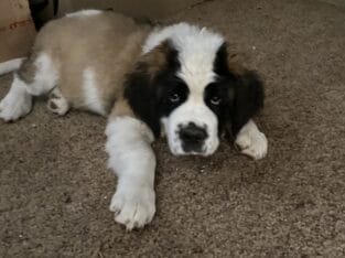 St. Bernard Puppies