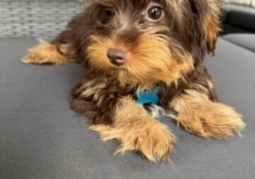 Chocolate yorkie boy