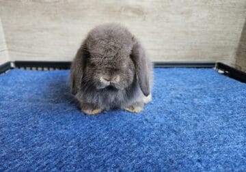 Chocolate Otter Holland Lop Doe