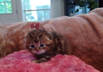 Scottish Fold Mix
