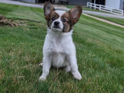 ICA Papillon For Sale Millersburg OH Rosa