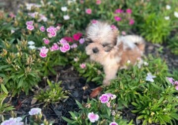 Shihtzu