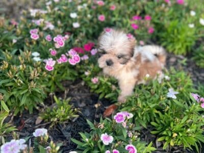 Shihtzu