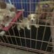 Cavachan puppies