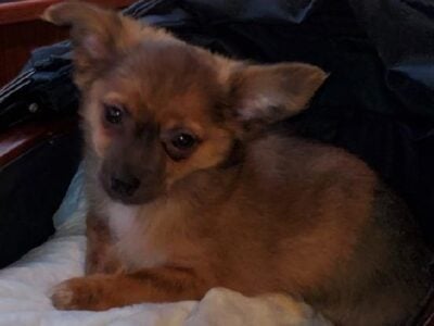 Beautiful long-haired an short-haired Chihuahua pu