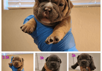 Puppy