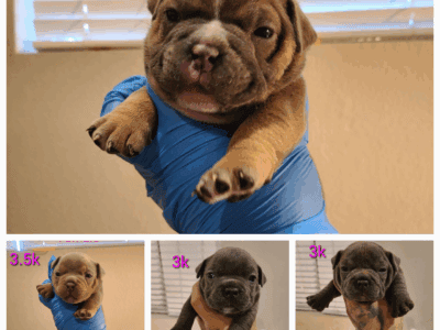 Puppy