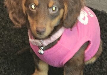 FOR SALE: Adorable 3mo female miniature Dachshund