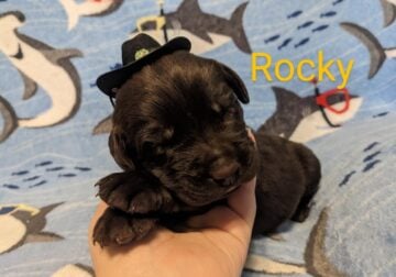 Labrador Retriever Chocolate Puppies AKC Registere