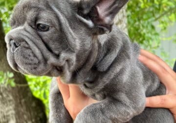 Big Rope Frenchie for SALE