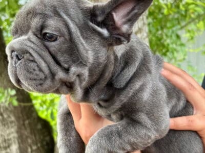Big Rope Frenchie for SALE