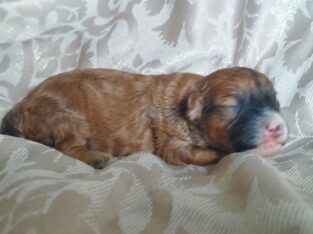 A-yam, MaltiPoo male, Interlochen Michigan