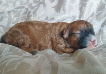 A-yam, MaltiPoo male, Interlochen Michigan