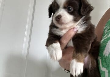 Toy Australian shepherd – red Merle male