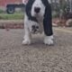 Tootsie Topaz