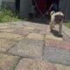 Fawn girl pug