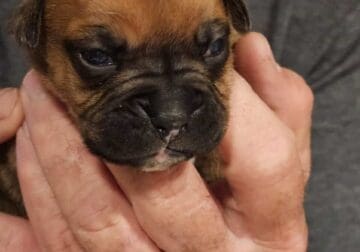Bulloxer boxer/english bulldog puppies for sale.
