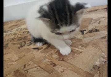 2 months old kitten need rehoming