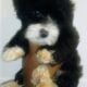 Adorable Small Breeds