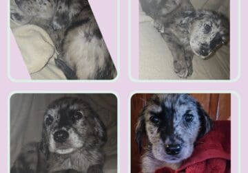 Merle and black puppies available