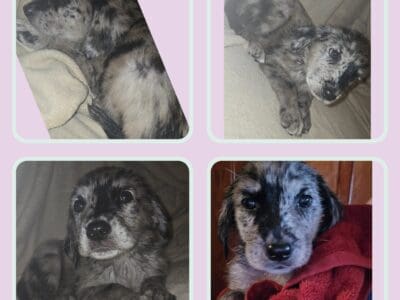 Merle and black puppies available