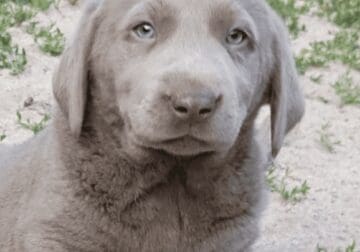 AKC silver lab pups