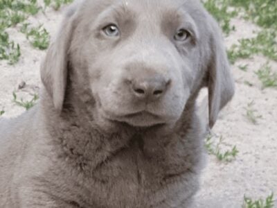 AKC silver lab pups