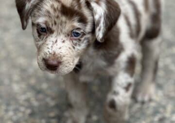Puppies for Sale-MIX of Aussie and Lab