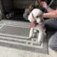 Male Miniature Standard Poodle