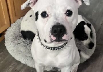 American Pithull male to rehome