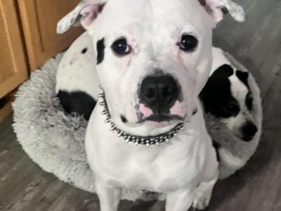 American Pithull male to rehome