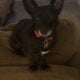 Ella – 9 year old chihuahua mix for sale