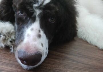 Super Sweet AKC Standard Poodle