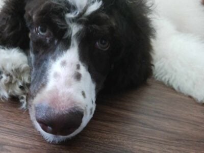 Super Sweet AKC Standard Poodle