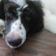 Super Sweet AKC Standard Poodle