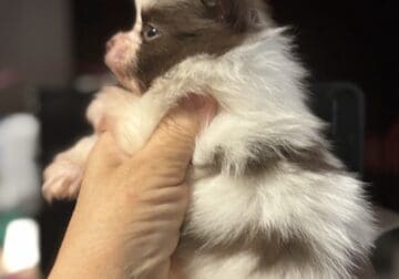 Beautiful Pomeranian