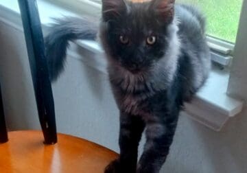 Maine Coon kitten