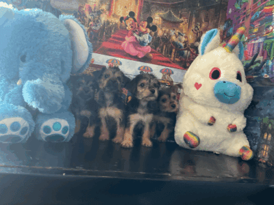 Teacup Morkies
