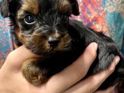Yorkiepoo babies