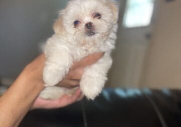 YORKIE AND JAPANESE CHIN PUPPIES FOR SALE