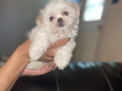 YORKIE AND JAPANESE CHIN PUPPIES FOR SALE